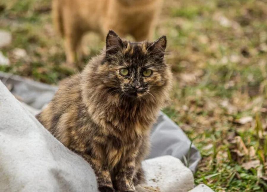 Πόσο καιρό ζουν οι γάτες Tortoiseshell; Μέση διάρκεια ζωής,  πληροφορίες & φροντίδα