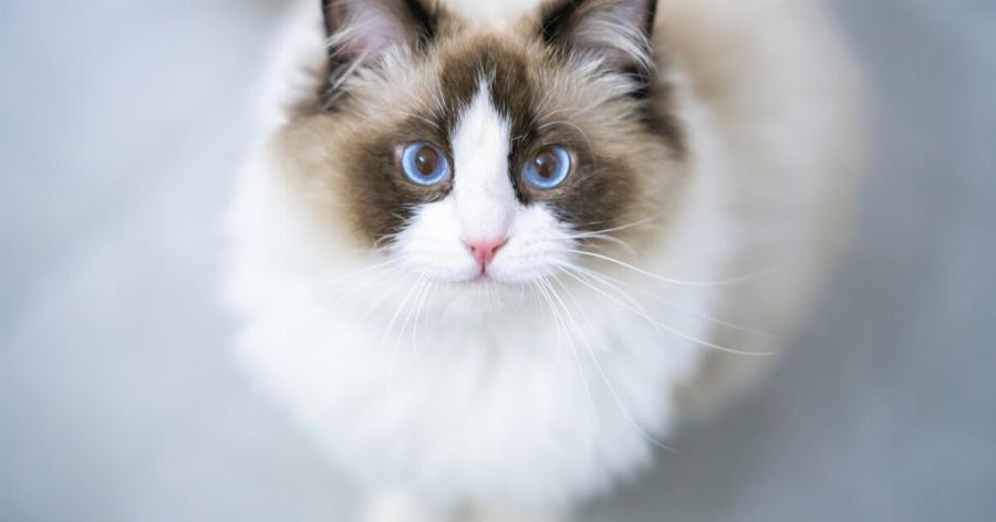 Γάτα Ragdoll: Οι γάτες Ragdoll είναι ευγενικά, στοργικά συντροφικά κατοικίδια, ιδανικά για παιδιά