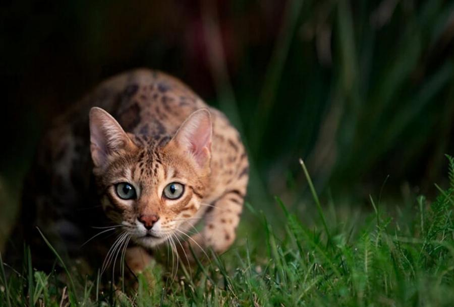 Μπορούν οι γάτες να τρώνε πουλιά; Εγκεκριμένες από κτηνίατρο πληροφορίες & οδηγός ασφαλείας