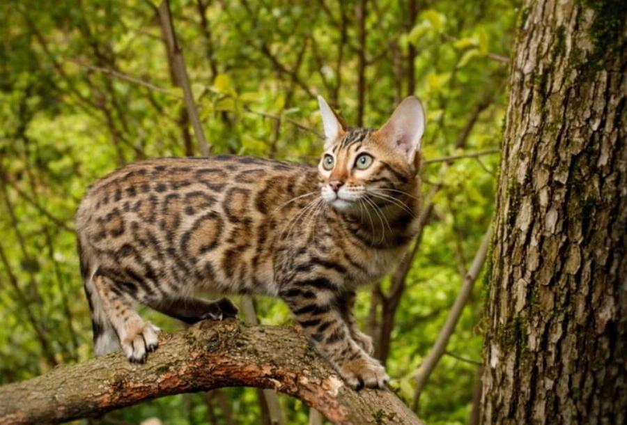 Μπορούν οι γάτες να τρώνε πουλιά; Εγκεκριμένες από κτηνίατρο πληροφορίες & οδηγός ασφαλείας