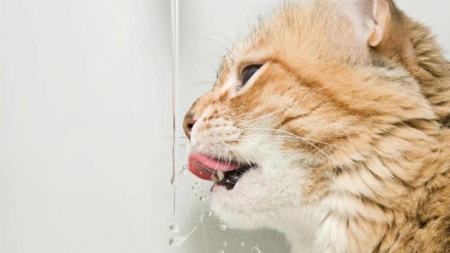 Πώς να διατηρήσετε τη γάτα σας δροσερή το καλοκαίρι – Χρήσιμες συμβουλές