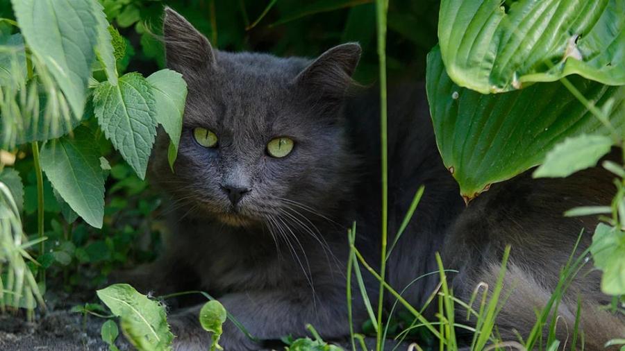 Πώς να διατηρήσετε τη γάτα σας δροσερή το καλοκαίρι – Χρήσιμες συμβουλές