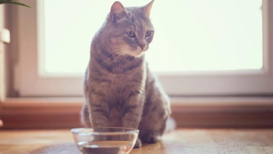 Πώς να διατηρήσετε τη γάτα σας δροσερή το καλοκαίρι – Χρήσιμες συμβουλές