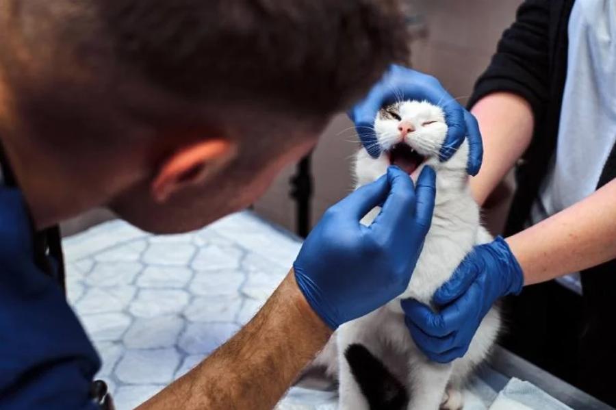 Μπορούν οι γάτες να φάνε σκορδόψωμο; Εγκεκριμένες από κτηνίατρο πληροφορίες & Συχνές ερωτήσεις