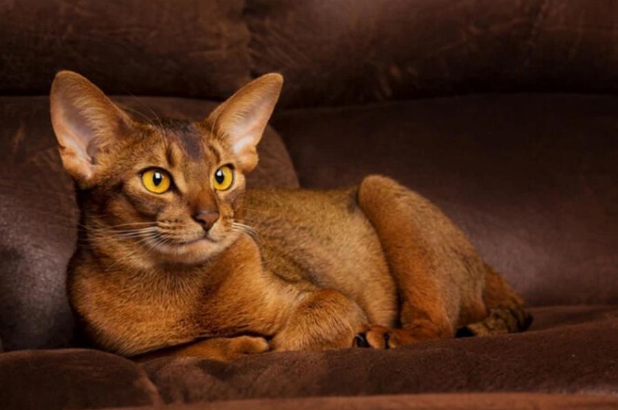 120 φοβερά ονόματα για γάτες Αβησσυνίας: Ιδέες για μοναδικά αιλουροειδή