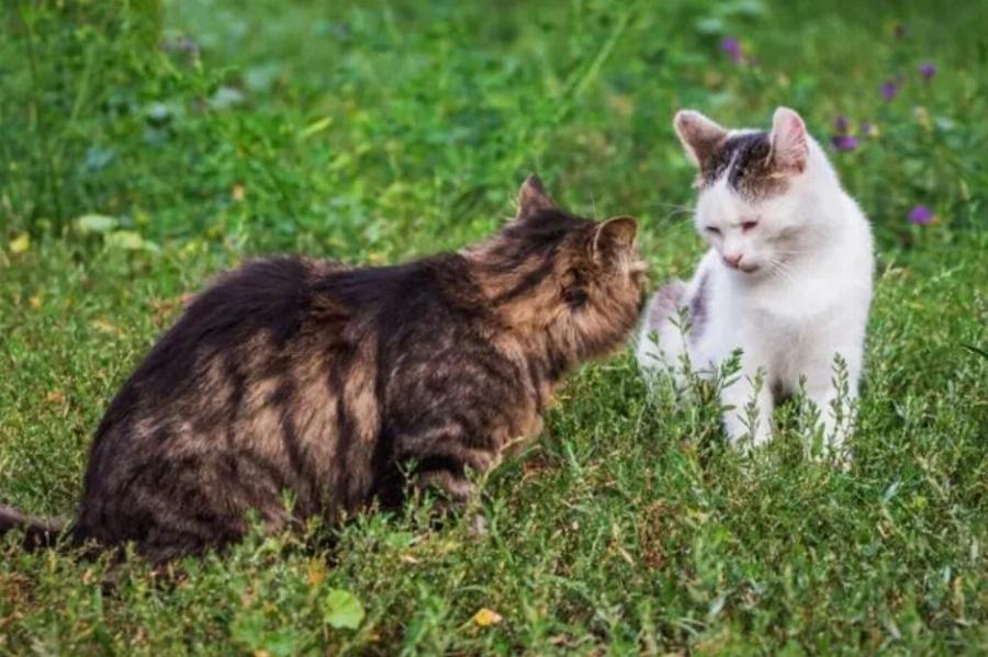 Μπορούν οι γάτες να είναι ομοφυλόφιλες; Συμπεριφορά, λόγοι, & Συχνές ερωτήσεις