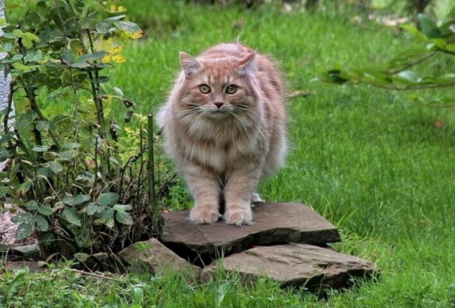 Χρειάζονται οι γάτες εξωτερικού χώρου κουτί άμμου; Ανάγκες & χρήσιμες πληροφορίες