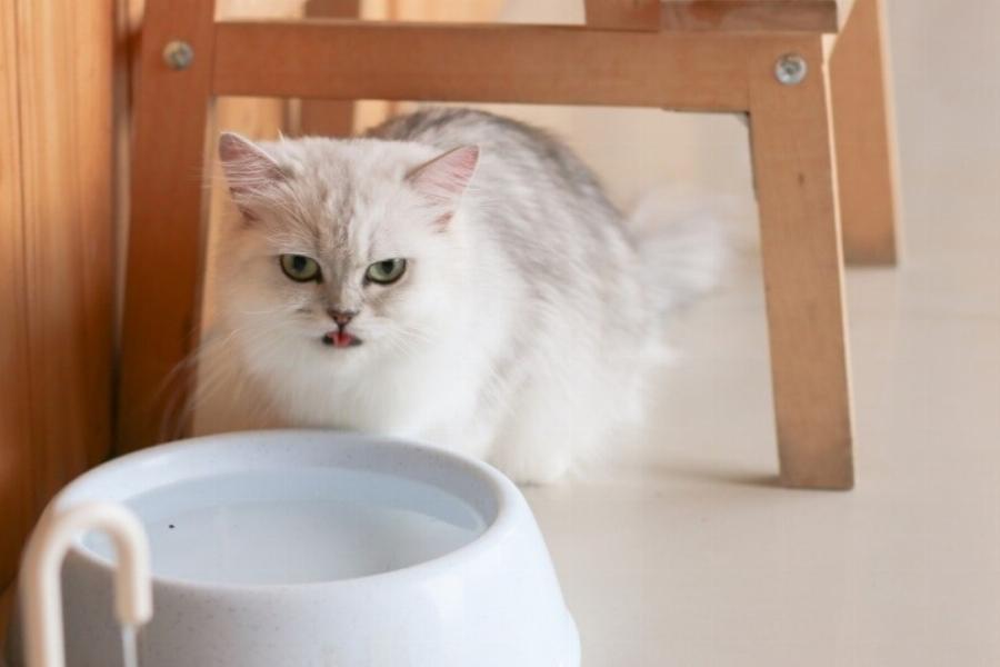 Μπορούν οι γάτες να πίνουν αλκαλικό νερό; Εγκεκριμένα από κτηνίατρο στοιχεία