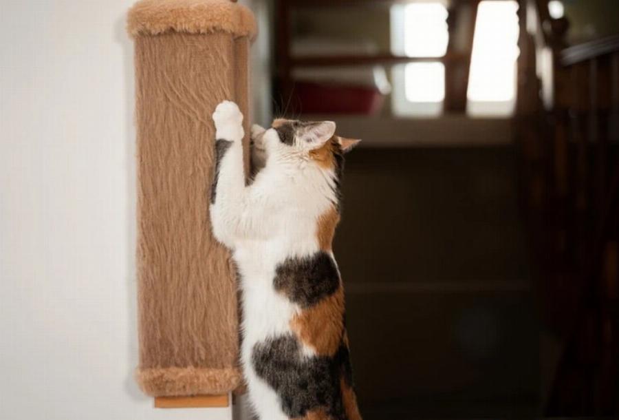 Οι αρσενικές γάτες γρατζουνούν περισσότερο από τις θηλυκές; Πληροφορίες & Συμβουλές Φροντίδας