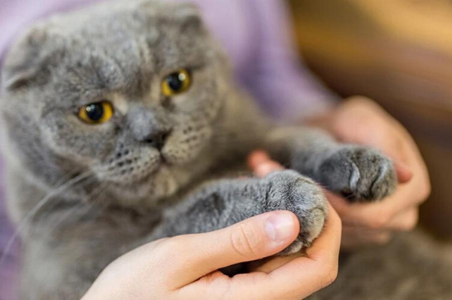 Οι αρσενικές γάτες γρατζουνούν περισσότερο από τις θηλυκές; Πληροφορίες & Συμβουλές Φροντίδας