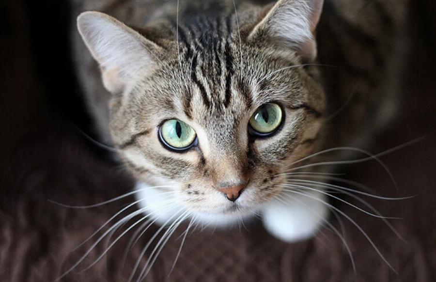 Οι αρσενικές γάτες γρατζουνούν περισσότερο από τις θηλυκές; Πληροφορίες & Συμβουλές Φροντίδας