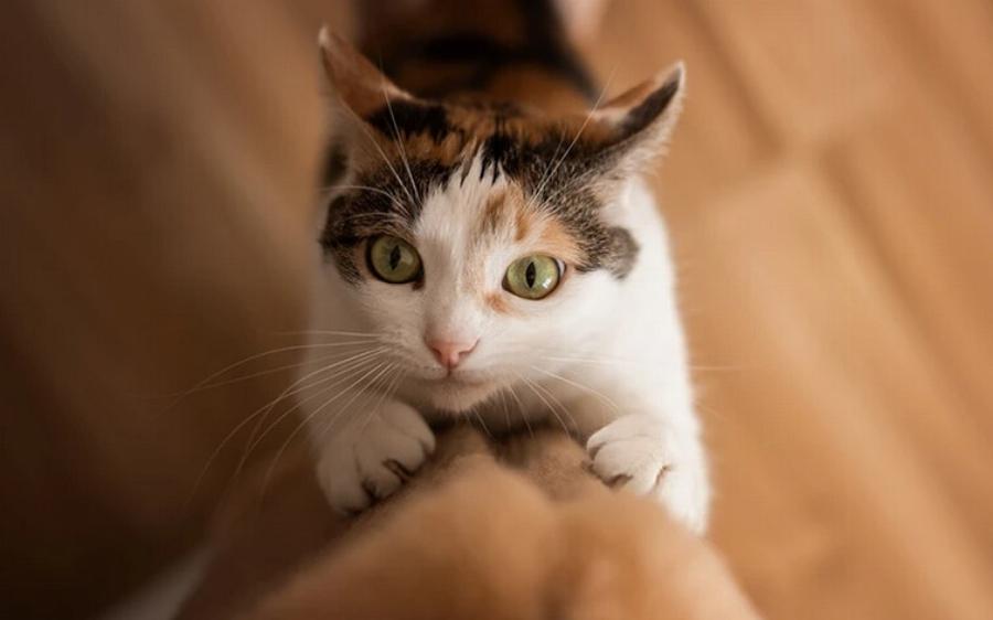 Οι αρσενικές γάτες γρατζουνούν περισσότερο από τις θηλυκές; Πληροφορίες & Συμβουλές Φροντίδας