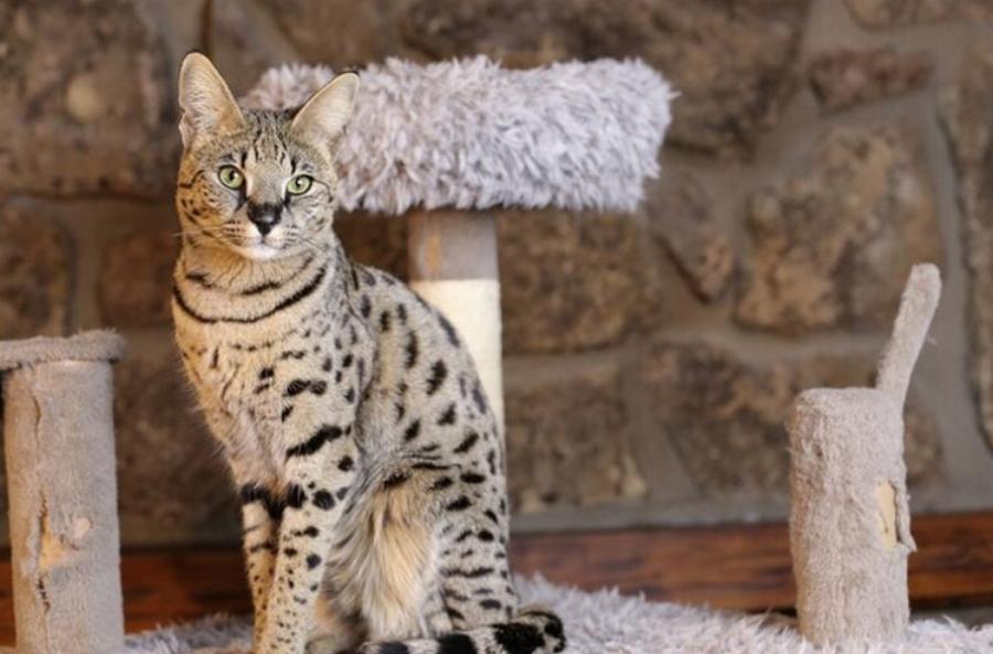 Οι αρσενικές γάτες γρατζουνούν περισσότερο από τις θηλυκές; Πληροφορίες & Συμβουλές Φροντίδας