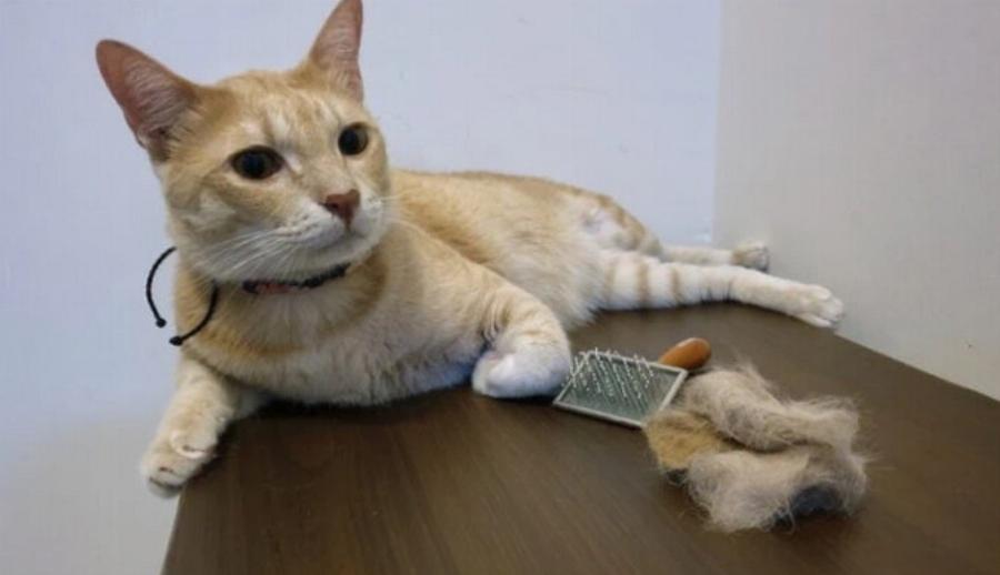 Τριχόμπαλες γάτας: Αιτίες, πρόληψη & πως να τις αντιμετωπίσετε