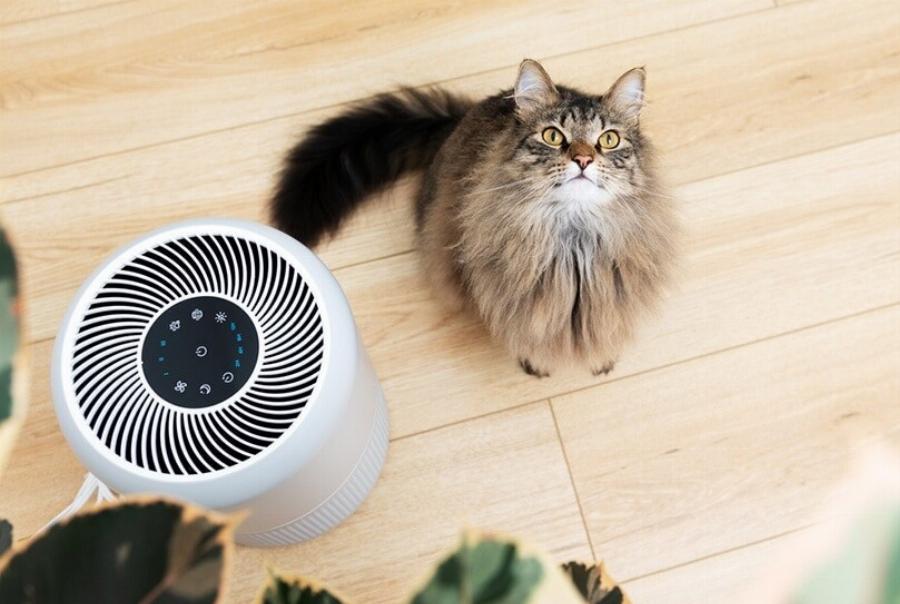 Θα βοηθήσει ένας καθαριστής αέρα με τη μυρωδιά της άμμου της γάτας μου; Τι πρέπει να γνωρίζετε!