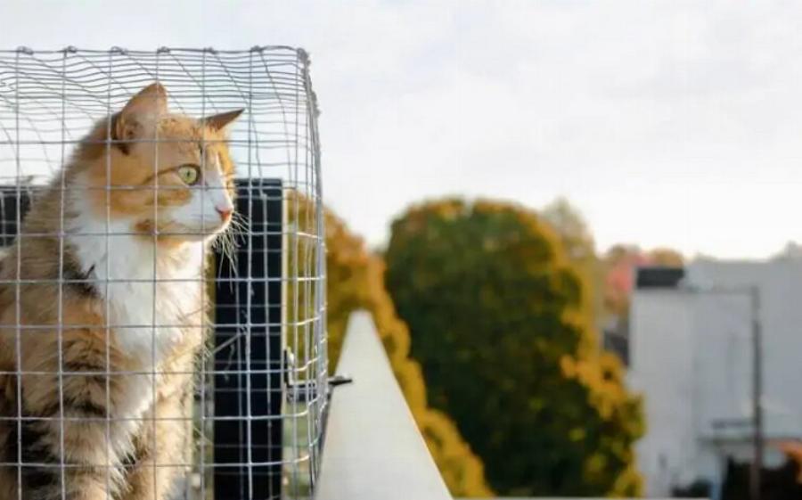 Τι είναι το Catio; Οφέλη, τύποι & Συχνές ερωτήσεις
