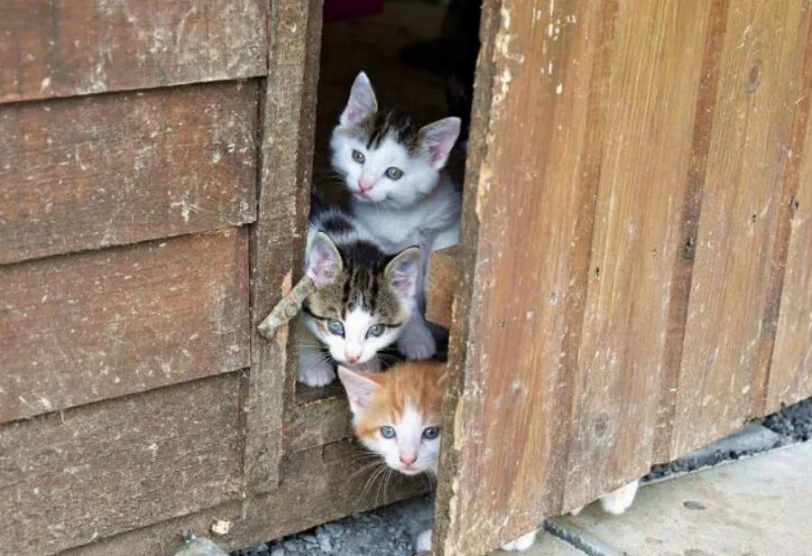 Τι είναι το Catio; Οφέλη, τύποι & Συχνές ερωτήσεις