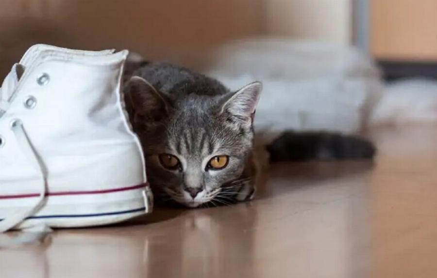 Πώς να απομακρύνετε τη μυρωδιά και τους λεκέδες από τα παπούτσια: Βήμα-προς-βήμα οδηγός