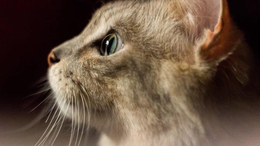 Βλέπουν οι γάτες χρώμα; Η περίεργη αλήθεια για την όραση της γάτας
