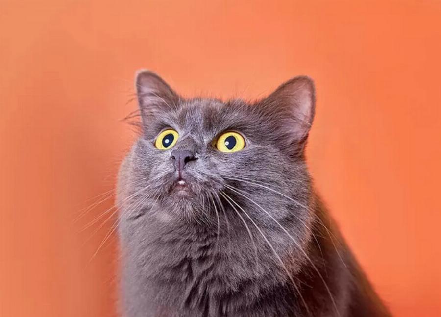 Αρέσει στις γάτες όταν τους τραγουδάτε; – Τι αποκαλύπτει η επιστήμη