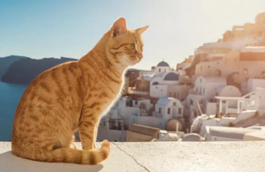 Γιατί υπάρχουν τόσες πολλές γάτες στην Ελλάδα; Ιστορία και χρήσιμες πληροφορίες