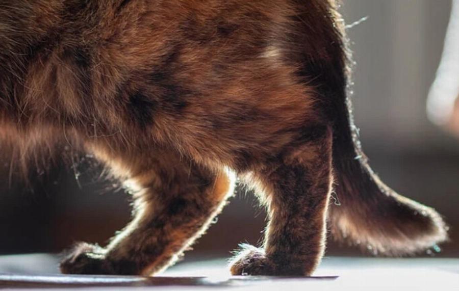 Σε ποια ηλικία οι γάτες παθαίνουν αρθρίτιδα; Κτηνίατρος αναφέρει τα σημάδια που πρέπει να προσέξετε