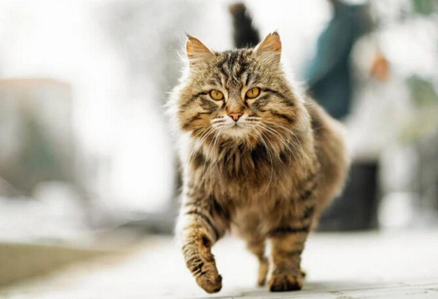 Οι γάτες εξωτερικού χώρου ζουν περισσότερο από τις οικόσιτες γάτες; Εγκεκριμένες από κτηνίατρο πληροφορίες