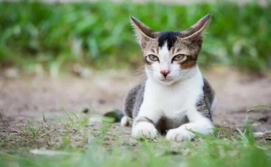 Οι γάτες εξωτερικού χώρου ζουν περισσότερο από τις οικόσιτες γάτες; Εγκεκριμένες από κτηνίατρο πληροφορίες