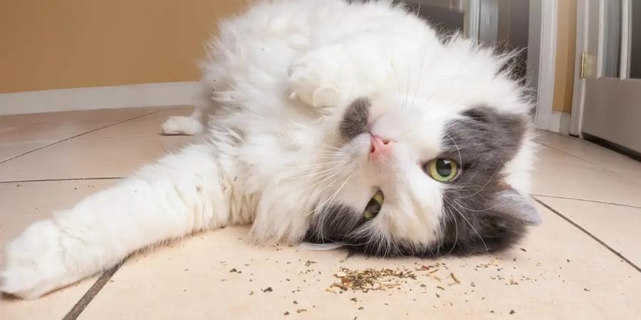 Διατροφή γάτας: Τι είναι το Catnip και ποια είναι η επίδρασή του στις γάτες; -Χρήσιμες πληροφορίες