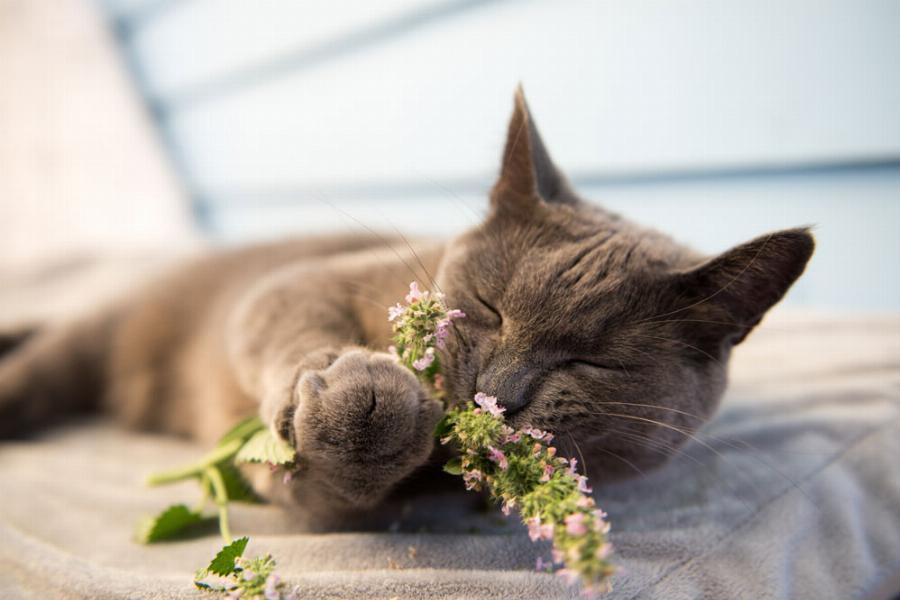 Διατροφή γάτας: Τι είναι το Catnip και ποια είναι η επίδρασή του στις γάτες; -Χρήσιμες πληροφορίες