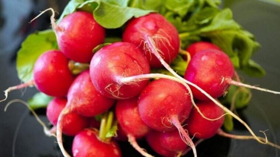 Μπορούν οι γάτες να φάνε ραπανάκια; Οδηγός υγείας και ασφάλειας από κτηνίατρο