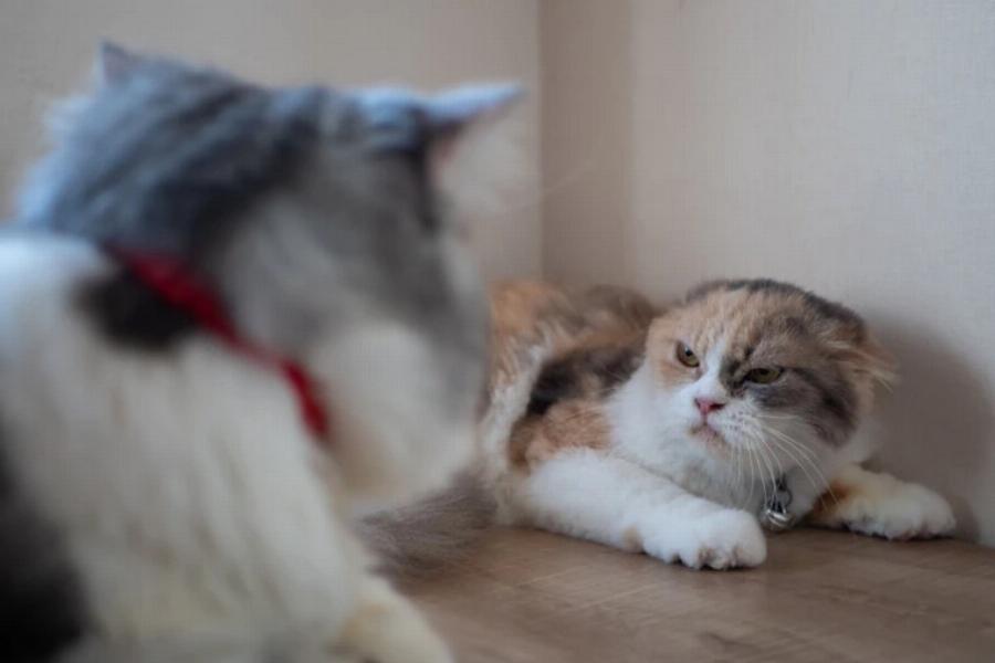 Γιατί η γάτα μου μισεί τις άλλες γάτες; Αυτοί είναι οι 6 συνηθισμένοι λόγοι