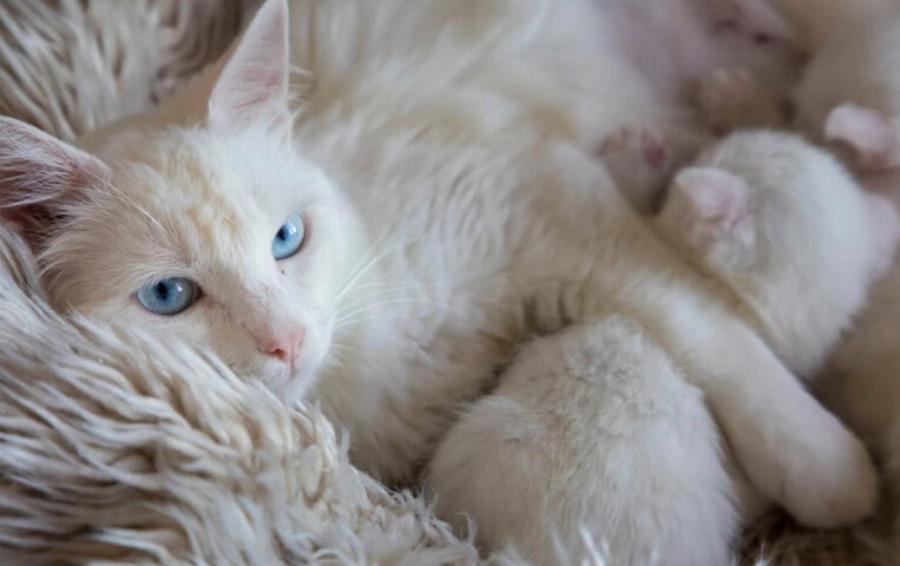 Γιατί η γάτα μου μισεί τις άλλες γάτες; Αυτοί είναι οι 6 συνηθισμένοι λόγοι