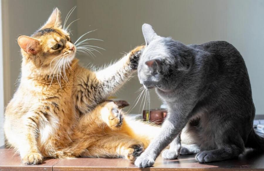 Γιατί η γάτα μου μισεί τις άλλες γάτες; Αυτοί είναι οι 6 συνηθισμένοι λόγοι