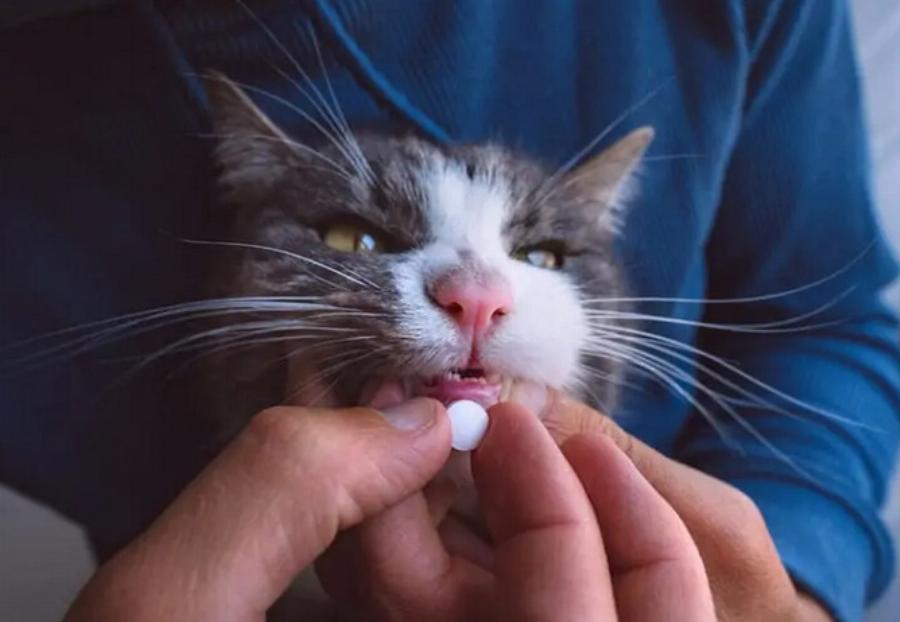 Μπορούν οι γάτες να πάρουν Benadryl; Κτηνίατρός μας εξηγεί