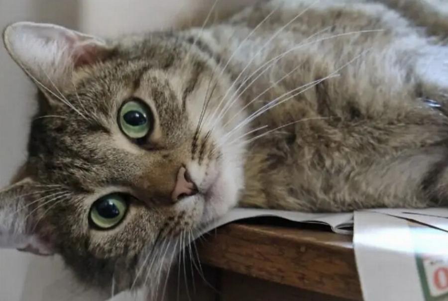 Έχουν οι γάτες αχρωματοψία; Πληροφορίες για την όραση των αιλουροειδών