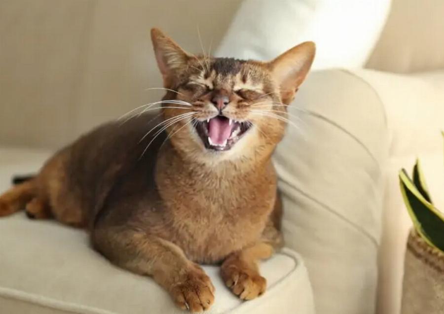 Αρέσει στις γάτες όταν τους μιλάτε; Προτιμήσεις & Κατανόηση των αιλουροειδών