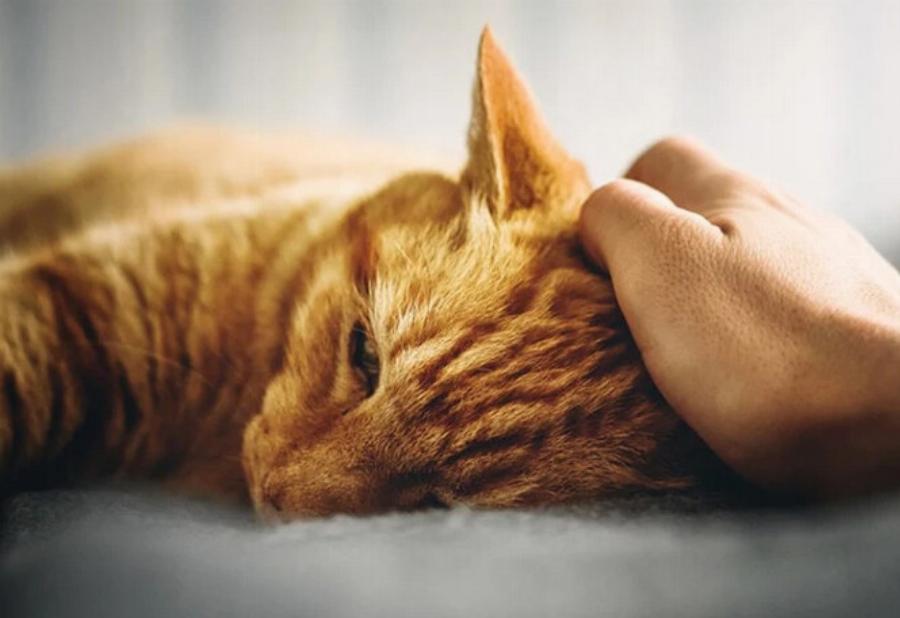 Τοξικότητα σκόρδου στις γάτες: Συμπτώματα & θεραπείες σύμφωνα με κτηνίατρο