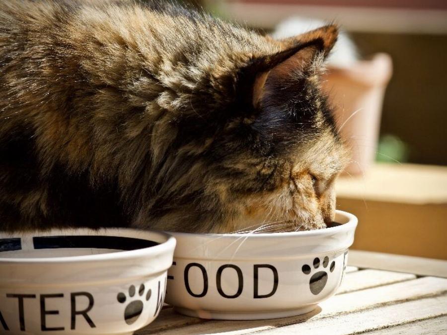 Μπορούν οι γάτες να φάνε ρεβίθια; Κτηνιατρικές πληροφορίες που πρέπει να γνωρίζετε