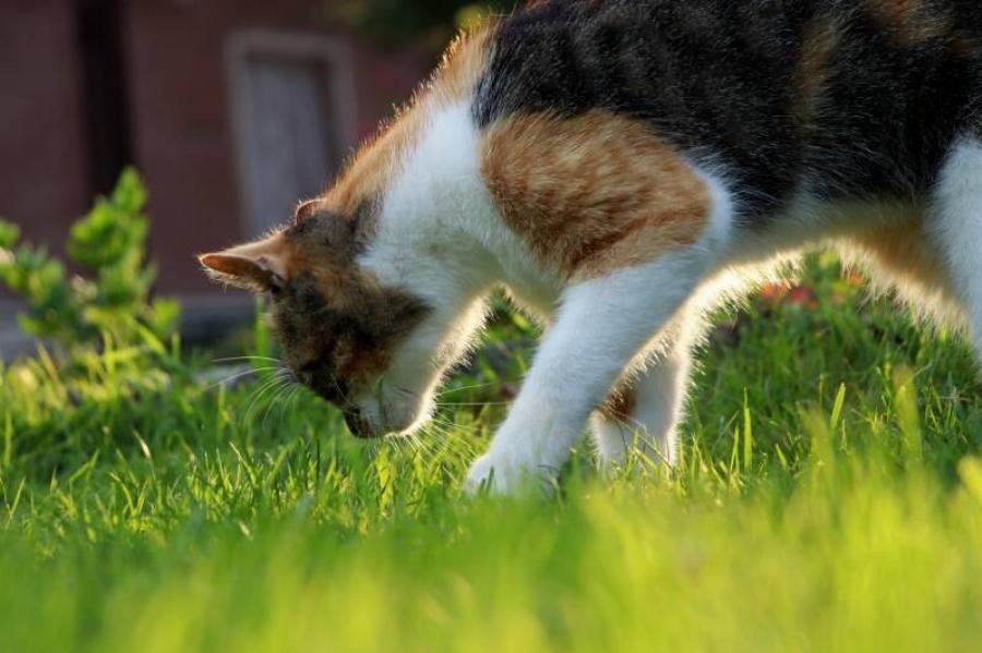 Γιατί η γάτα σας ξαφνικά μυρίζει τα πάντα: 5 εγκεκριμένοι από κτηνίατρο λόγοι