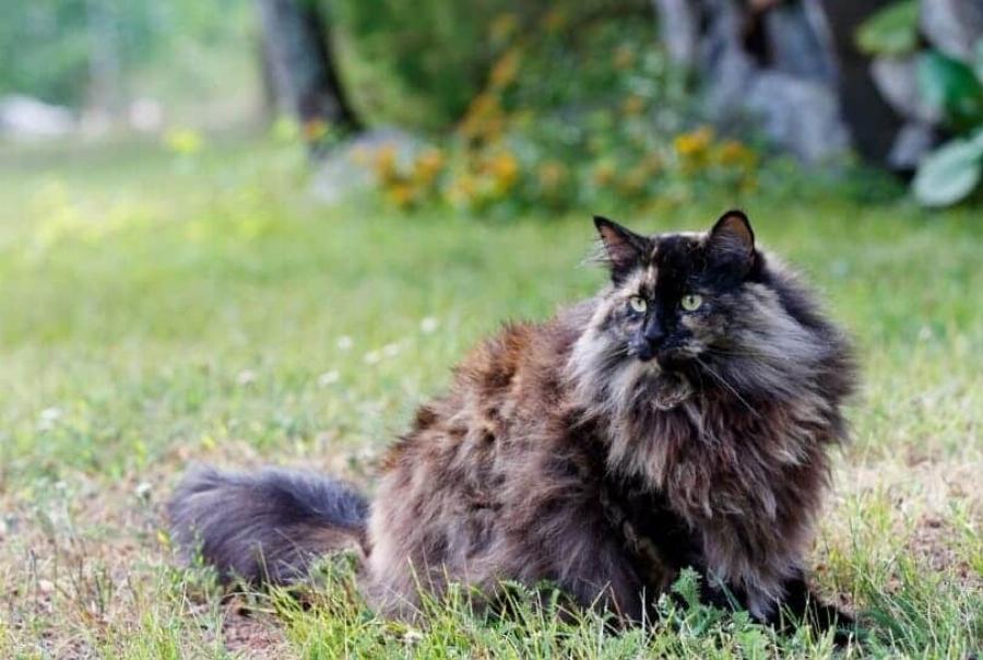 Οι γάτες μου συνήθιζαν να τα πηγαίνουν καλά, αλλά τώρα τσακώνονται- Αυτοί είναι οι λόγοι