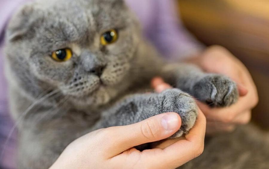 Οι αρσενικές γάτες ξύνουν περισσότερο από τις θηλυκές; Πληροφορίες & Συμβουλές Φροντίδας