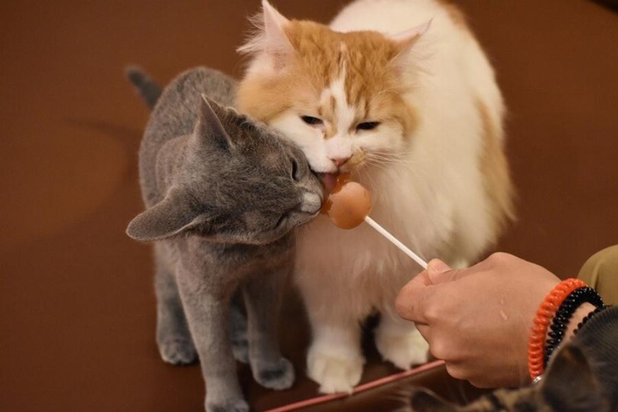 Πώς να επιλέξετε μια δεύτερη γάτα: 13 παράγοντες για να πάρετε την τέλεια απόφαση