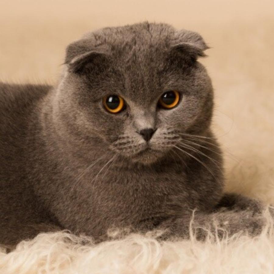 Scottish Fold: Οι σκωτσέζικες γάτες είναι υπέροχα, στοργικά κατοικίδια για όλη την οικογένειά σας