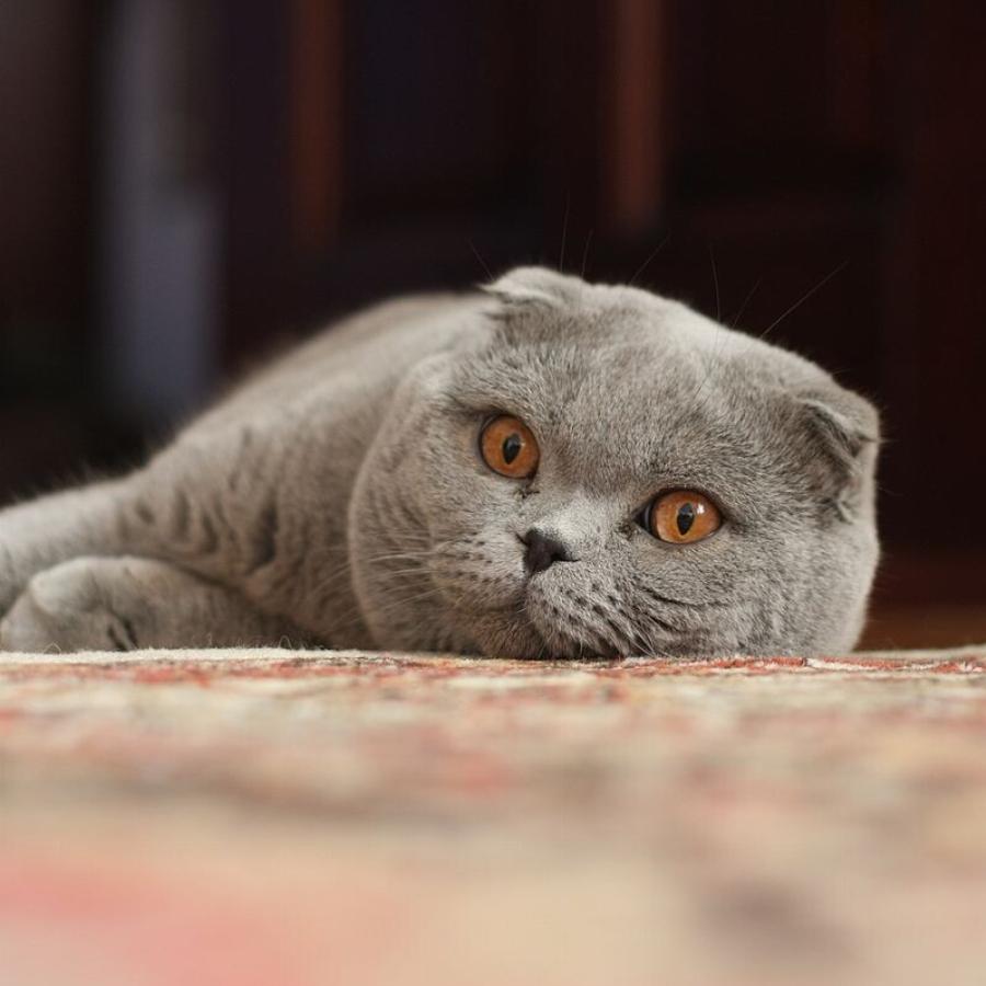 Scottish Fold: Οι σκωτσέζικες γάτες είναι υπέροχα, στοργικά κατοικίδια για όλη την οικογένειά σας