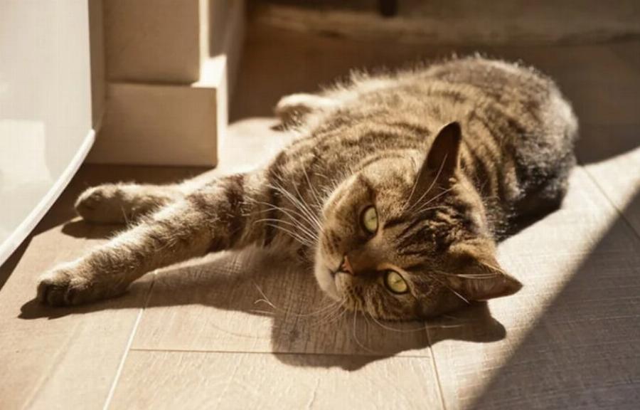 Υπέρταση στις γάτες: Συμπτώματα, αιτίες & φροντίδα