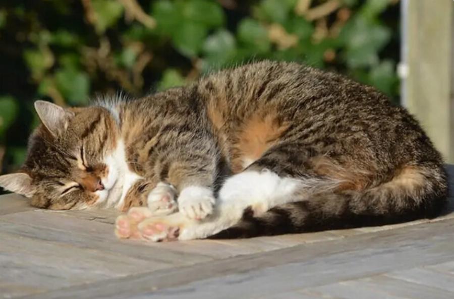 Υπέρταση στις γάτες: Συμπτώματα, αιτίες & φροντίδα