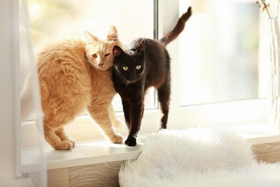 8 λόγοι για τους οποίους η γάτα σας ξύνει το παράθυρο – Πληροφορίες για τη συμπεριφορά της γάτας