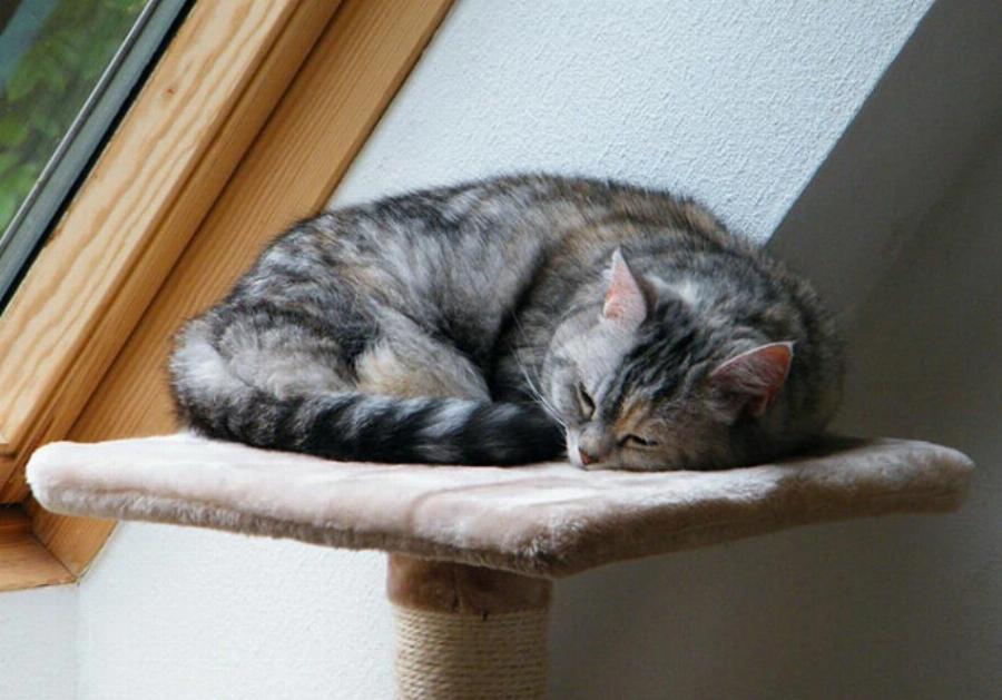 Οι γάτες πέφτουν σε χειμερία νάρκη; Πληροφορίες για τις συνήθειες ύπνου