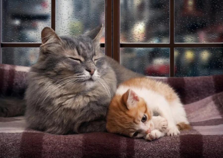 Οι γάτες πέφτουν σε χειμερία νάρκη; Πληροφορίες για τις συνήθειες ύπνου